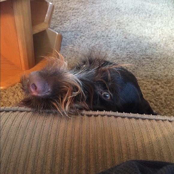 Meet your Posher, Danielle - Picture 3 of 6